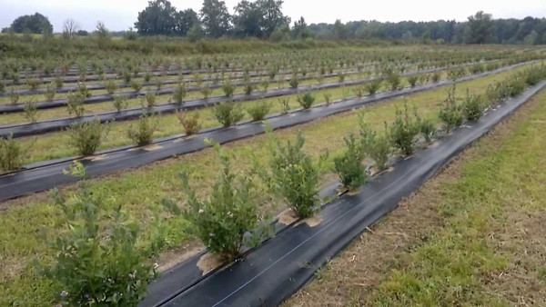 plantacja borówki amerykańskiej